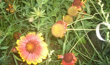 叫花子请客歇后语