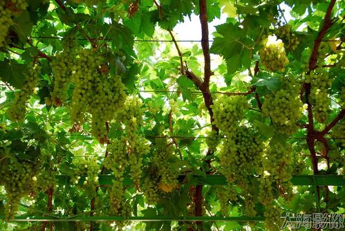 吐鲁番的葡萄寓言