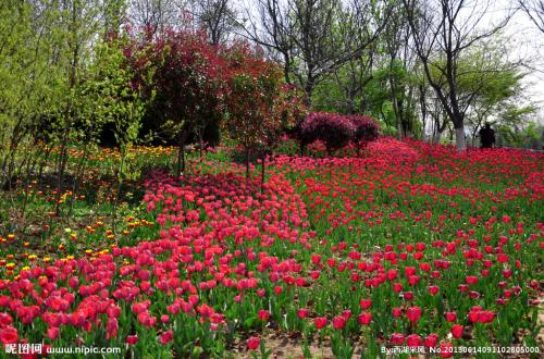 水稻的拟人化句子