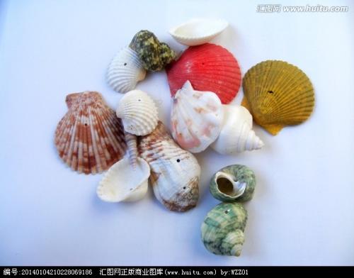 关于贝壳的寓言