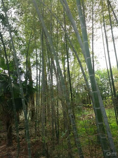 春天的竹笋寓言