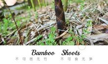 拔节的竹笋歇后语