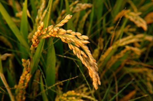 描述大米成熟度的句子