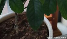 栀子花的比喻句