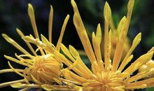 菊花盛开比喻句