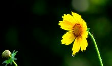 关于花的搞笑句子大全