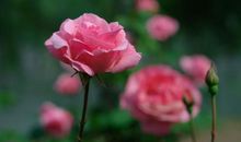 关于花草的比喻句