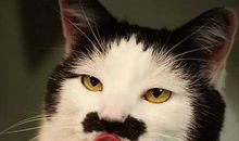 伸嘴舔月亮歇后语