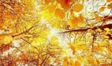 秋景描写比喻句