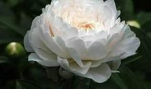 牡丹花的比喻句