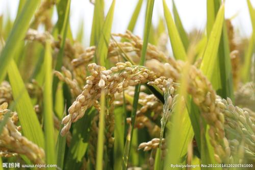 写拟人化的句子