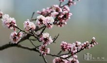 用杏花写比喻句