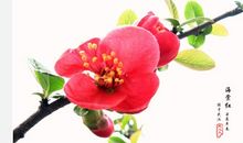 海棠花的比喻句