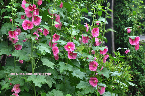 具有花朵盛开的比喻句