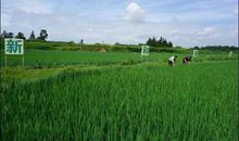 形容种好庄稼的谚语