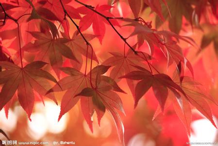 枫叶是什么样的