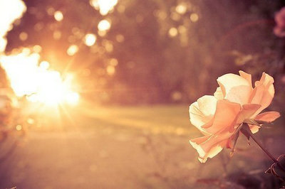 人生情感句子的简短图片:热爱生活的人,生活也爱他