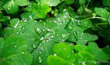 关于雨声比喻句