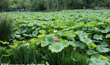 形容荷叶的比喻句