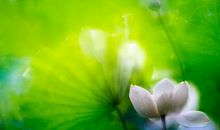 形容淡然心境的句子