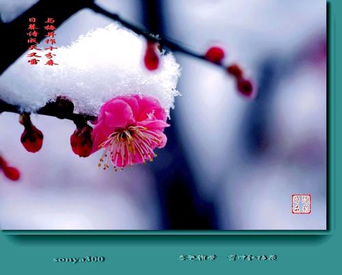 关于花海的寓言