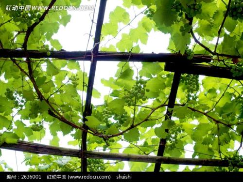 将葡萄挂在葡萄架上