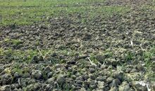 用卖弄造句大全