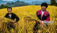 稻子熟了比喻句