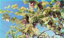 用比喻句写葡萄