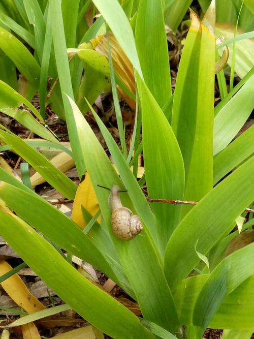 写一个杨树拟人化的句子