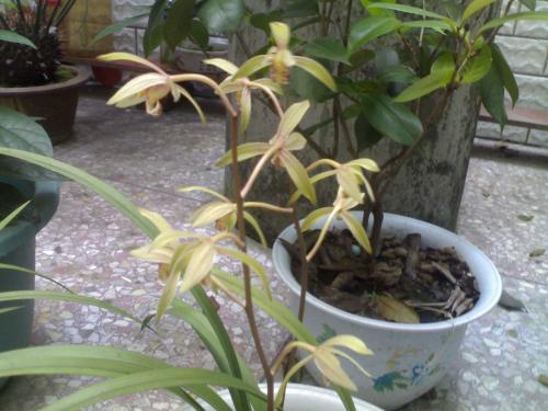 关于兰花的寓言