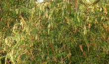 自然现象的谚语