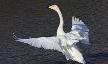 癞蛤蟆的脊梁歇后语