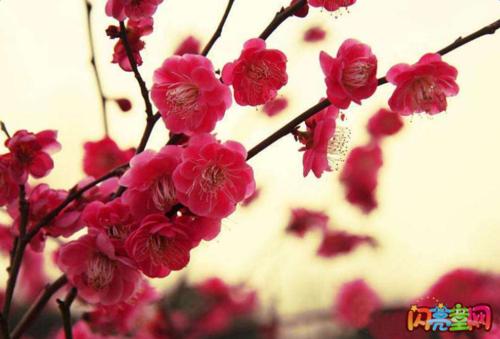 杜鹃花拟人化句子