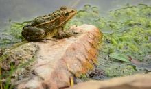 水里的蛤蟆歇后语