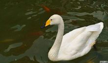 描写鹅的比喻句