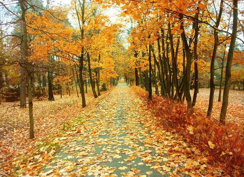 形容秋天的句子