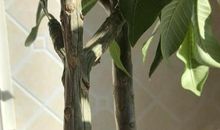 皱纹像什么比喻句