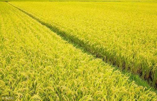 关于稻穗的寓言