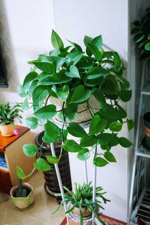 关于罗螺的寓言