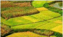 写秋景的比喻句