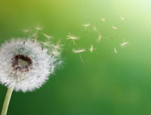 拟人句子蒲公英