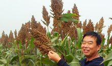 高粱红了比喻句