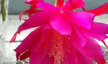 形容昙花的比喻句