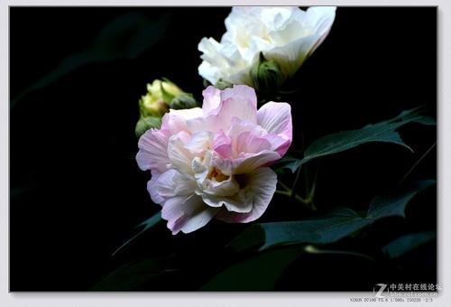 芙蓉花的比喻句