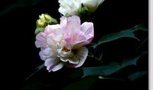 芙蓉花的比喻句