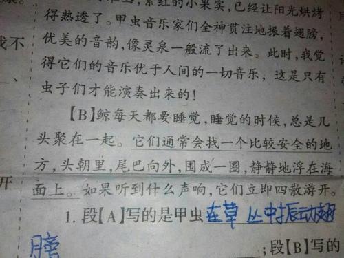 蜘蛛的拟人化句子