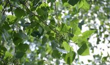 高山上敲敲歇后语