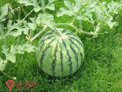 关于西瓜的谚语