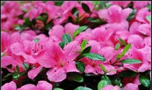 关于花朵的比喻句